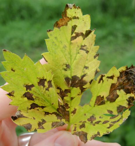 Lesions on leaf
